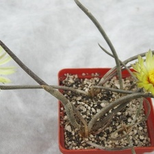 Digitostigma caput-medusae