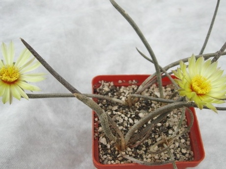 Digitostigma caput-medusae