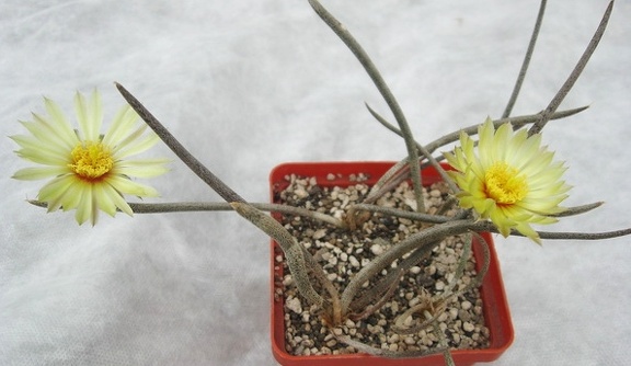 Digitostigma caput-medusae