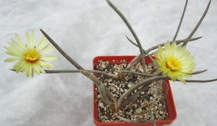 Digitostigma caput-medusae