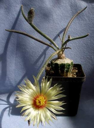 Digitostigma caput-medusae1  Lira FG