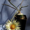 Digitostigma_caput-medusae1__Lira_FG.JPG