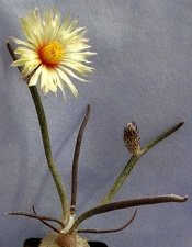 Digitostigma caput-medusae  Lira FG