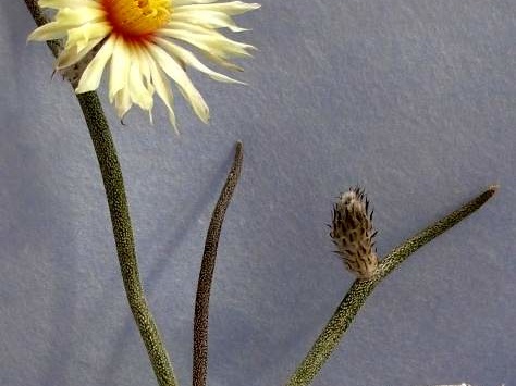 Digitostigma caput-medusae  Lira FG