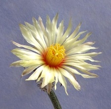 Digitostigma caput-medusae flower Lira FG