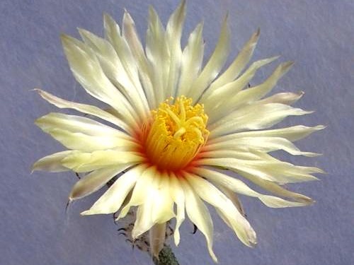 Digitostigma caput-medusae flower Lira FG