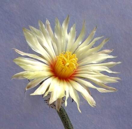 Digitostigma caput-medusae flower Lira FG