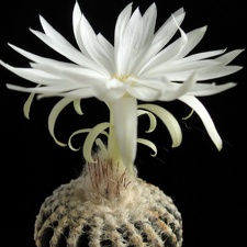 Discocactus horstii 001