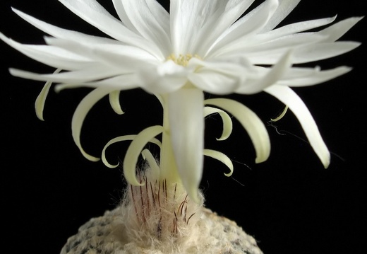 Discocactus horstii 001