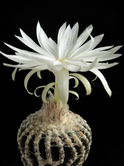 Discocactus horstii 001