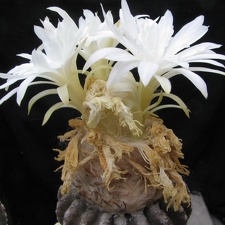 Discocactus horstii