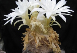 Discocactus horstii