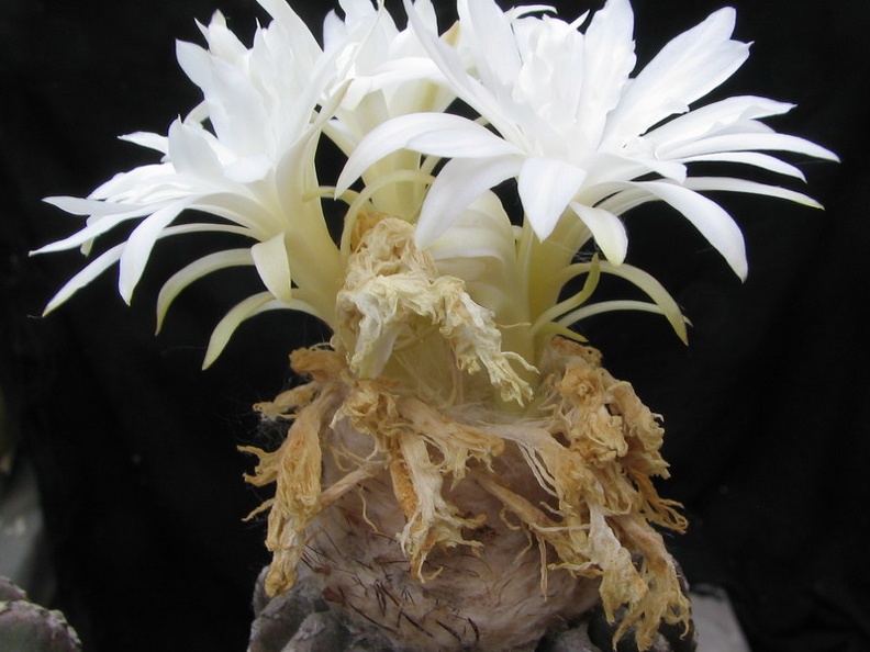 Discocactus horstii