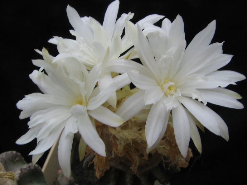 Discocactus horstii