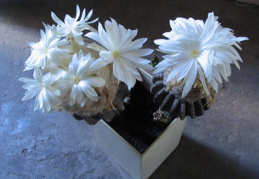 Discocactus horstii