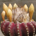 Discocactus horstii