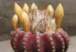 Discocactus horstii