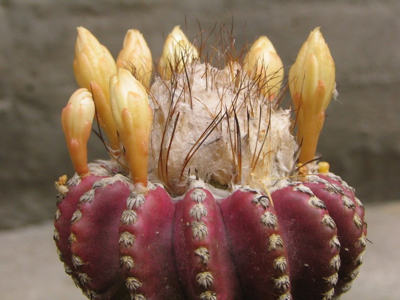 Discocactus horstii