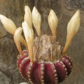 Discocactus horstii