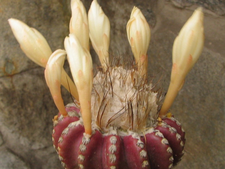 Discocactus horstii