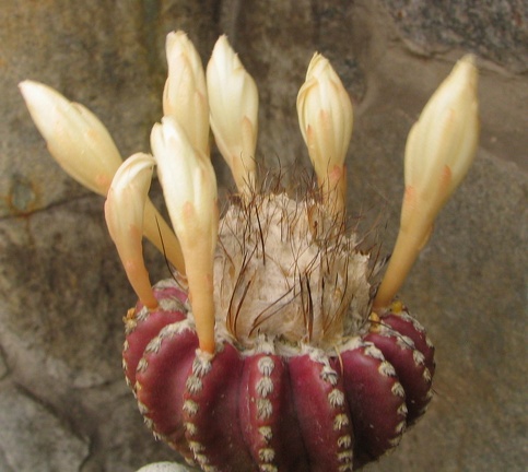 Discocactus horstii