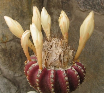 Discocactus horstii