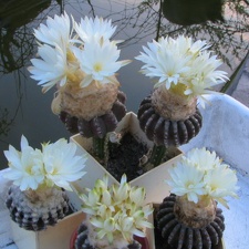 Discocactus horstii