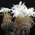 Discocactus horstii