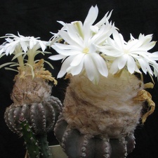 Discocactus horstii