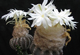 Discocactus horstii