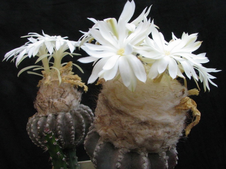 Discocactus horstii