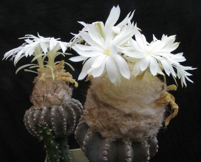 Discocactus horstii