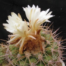 Discocactus zehntneri