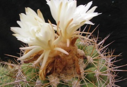 Discocactus zehntneri