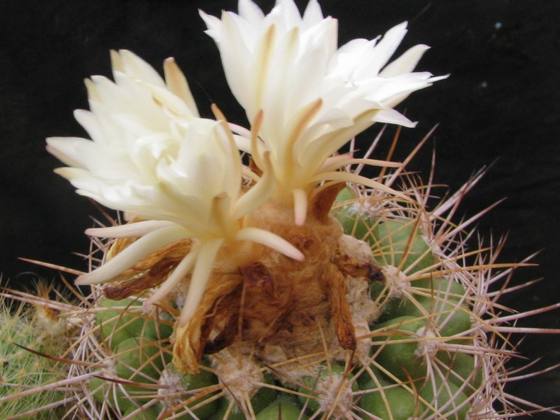 Discocactus zehntneri