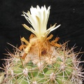 Discocactus zehntneri