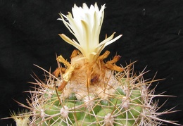 Discocactus zehntneri