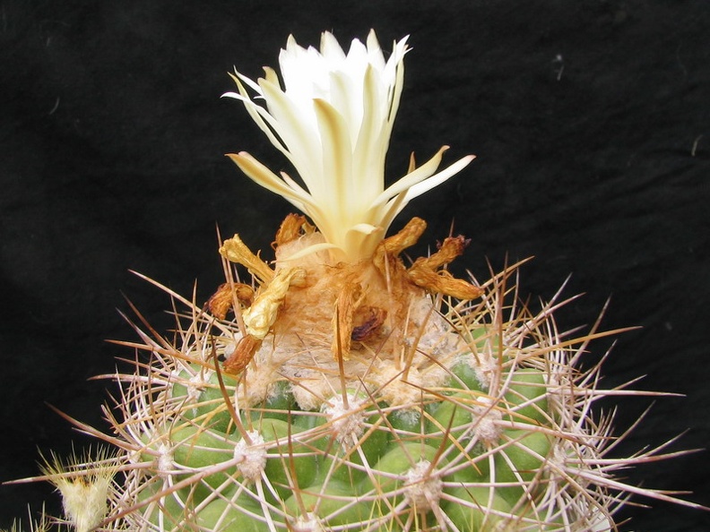 Discocactus zehntneri