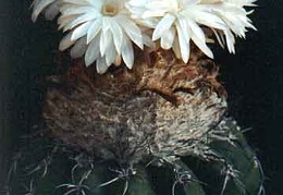 Discocactus placentiformis