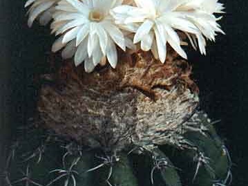 Discocactus placentiformis