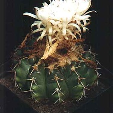 Discocactus spinosior