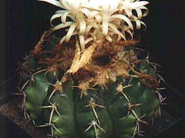 Discocactus spinosior