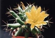 Doichothele longimamma