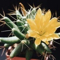 Doichothele longimamma
