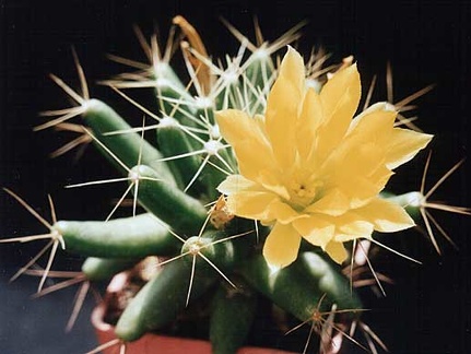 Doichothele longimamma