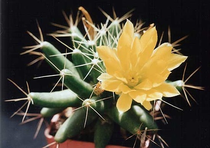 Doichothele longimamma