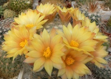 Dolichothele  Mammillaria  baumi Petrov