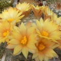 Dolichothele  Mammillaria  baumi Petrov