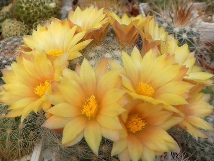 Dolichothele  Mammillaria  baumi Petrov
