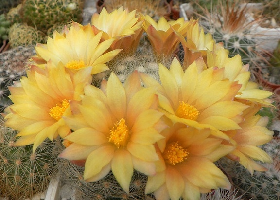 Dolichothele  Mammillaria  baumi Petrov